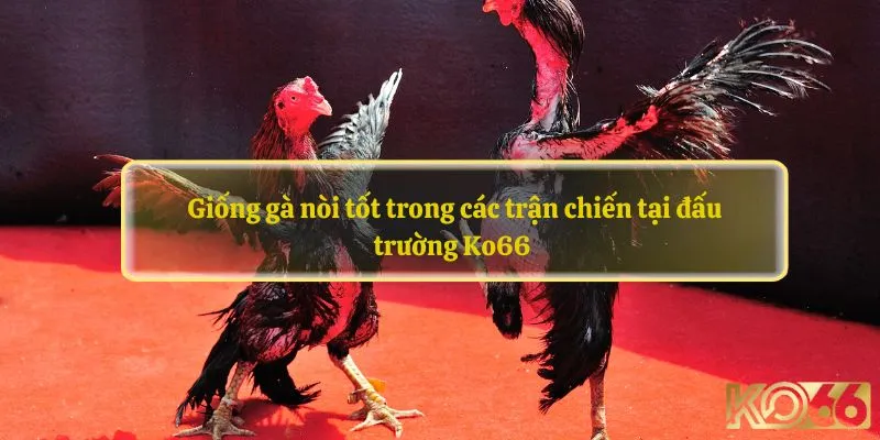 Giống gà nòi tốt trong các trận chiến tại đấu trường Ko66